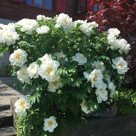 La Bergerie - Alice Choex