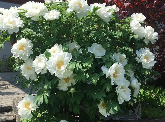 La Bergerie - Alice Choex